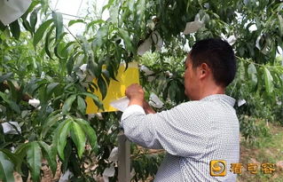 句容農(nóng)民妙招頻出，綠色農(nóng)產(chǎn)品這樣“種”成