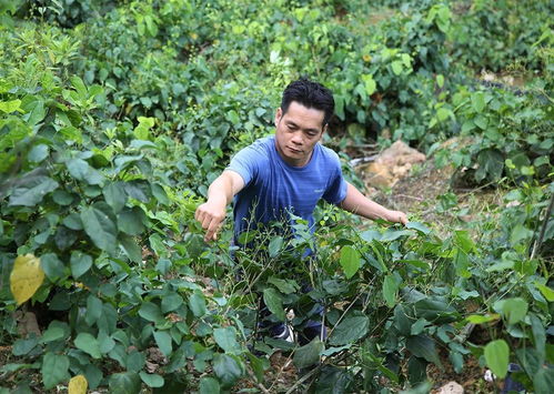 龍布村 特色農(nóng)產(chǎn)品出山，鼓起群眾錢袋子