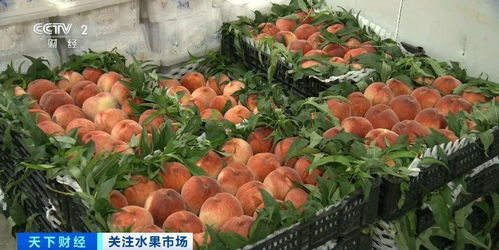 應(yīng)季水果價格走低 健康與實惠兼得的甜蜜時刻