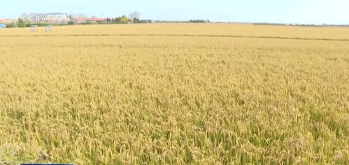 我國農(nóng)業(yè)保險規(guī)模躍居全球前列，承保品種突破500個助力農(nóng)業(yè)穩(wěn)健發(fā)展