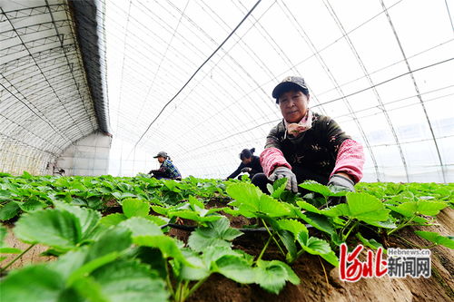 河北懷來 大棚草莓管護(hù)忙 特色種植助農(nóng)增收