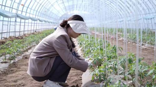 科技小院與共享菜園 科班研究生入村，為農(nóng)產(chǎn)品種植注入新生機(jī)