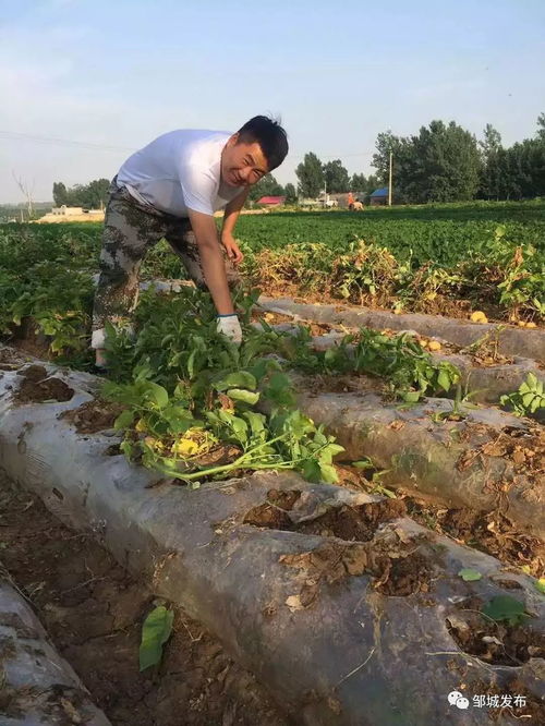鎮(zhèn)域風(fēng)采 看莊鎮(zhèn)2.5萬畝土豆喜獲豐收，水產(chǎn)養(yǎng)殖并進(jìn)發(fā)展
