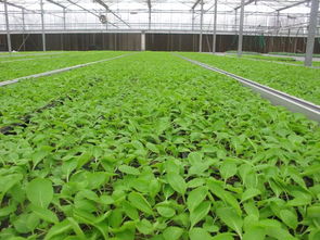 重磅福利助力鄉(xiāng)村振興 水產(chǎn)養(yǎng)殖引領(lǐng)現(xiàn)代農(nóng)業(yè)發(fā)展