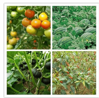 雙柏縣河口河流域鄉村振興示范區 高原特色現代農業的農產品種植實踐