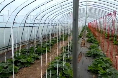 靈石縣南關(guān)鎮(zhèn) 堅(jiān)持黨建引領(lǐng) 凝聚發(fā)展合力 農(nóng)產(chǎn)品種植