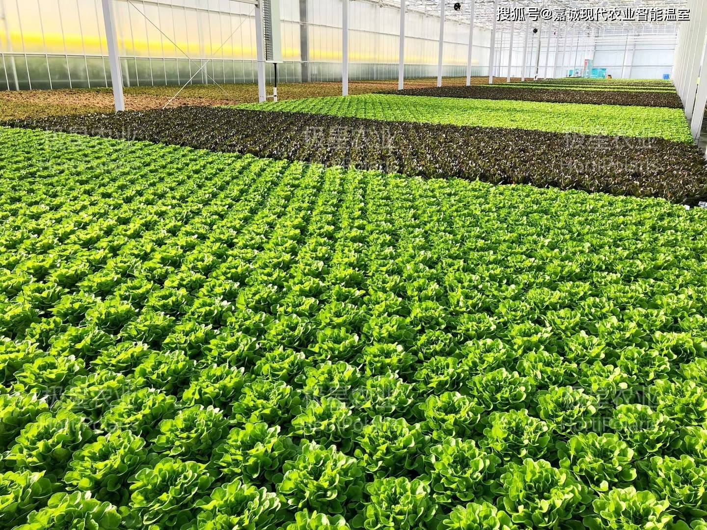 水培農(nóng)業(yè)在溫室大棚應(yīng)用中面臨的問題與挑戰(zhàn)