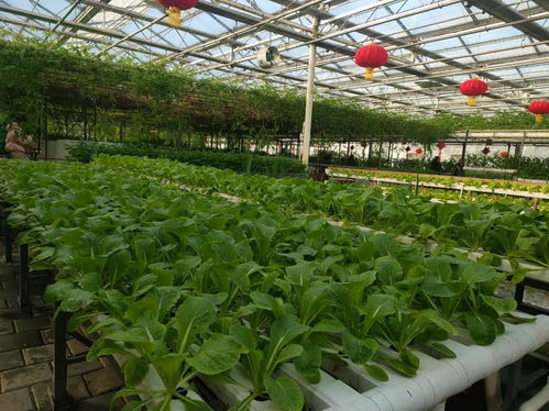 冰雪映綠意，冬藏春耕新篇章——第十二屆吉林長春冬季農(nóng)博會(huì)盛大開幕