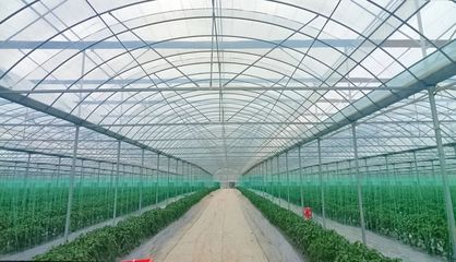 斜角村 以菜為基，以水為業，雙輪驅動助力鄉村產業振興