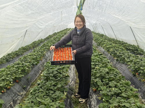 安徽明光 打好農業“特色牌”，走出產業興旺新路徑