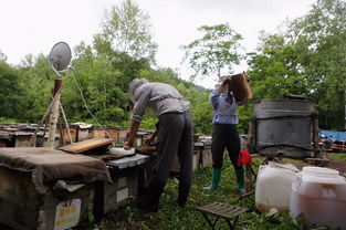 電商扶貧 京東如何撬動饒河黑蜂蜂蜜產業，賦能農產品上行