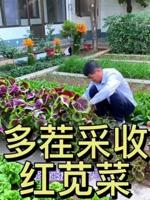 多茬采收的莧菜 優質農產品種植正當時，助力鄉村振興