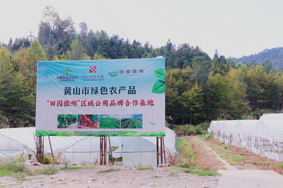 祁門(mén)縣 茶香滿(mǎn)山，特色農(nóng)業(yè)繪就鄉(xiāng)村振興新畫(huà)卷